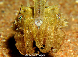 Cuttlefish by Sean Cooper 